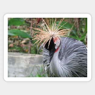 Crested Crane Sticker